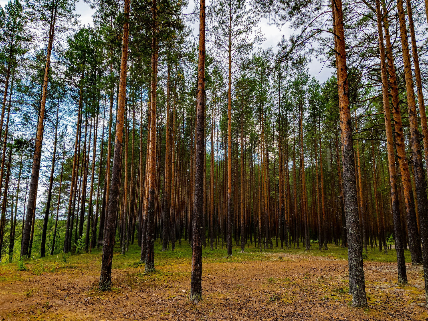 Taiga (Boreal Forest)